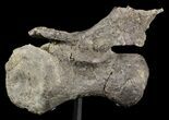Long Diplodocus Vertebrae On Stand - Wyoming #51391-2
